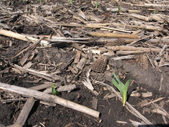 Figure 1. Corn struggling to emerge through residue.