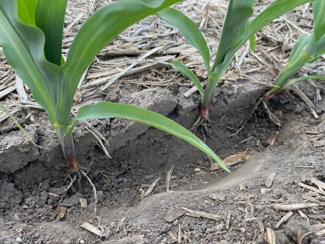Corn plants where we see side wall compaction in a seed furrow.