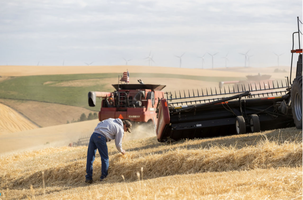 Silage or Hay