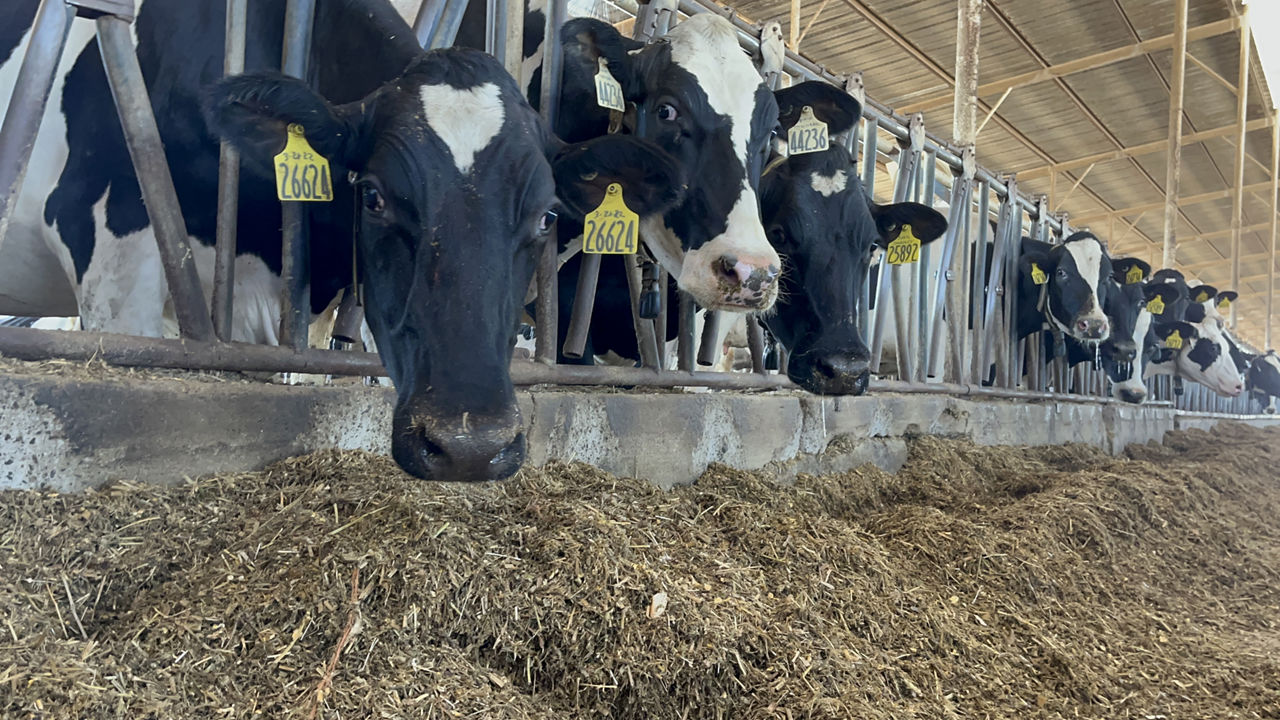 Cows eating corn silage dairy rations
