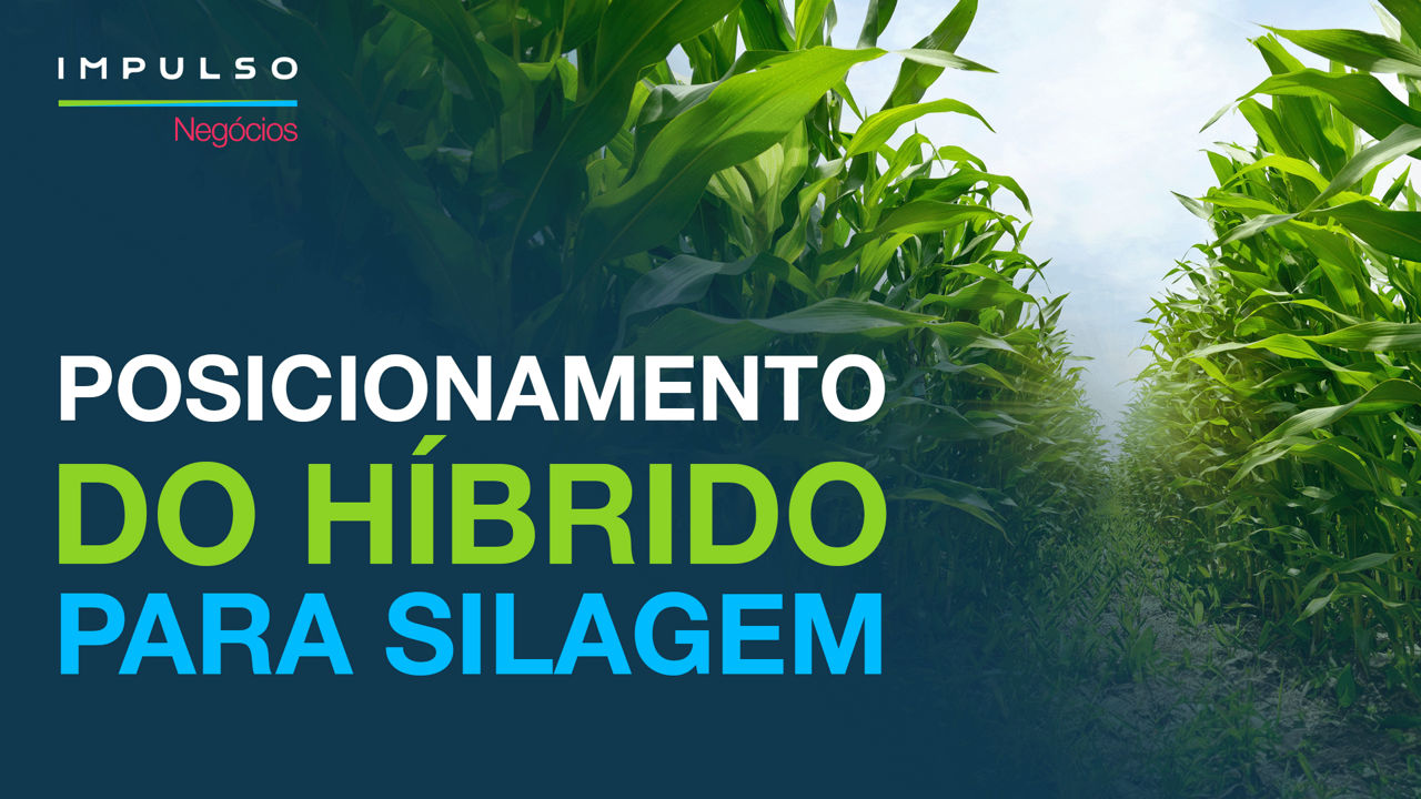 Posicionamento do híbrido para silagem