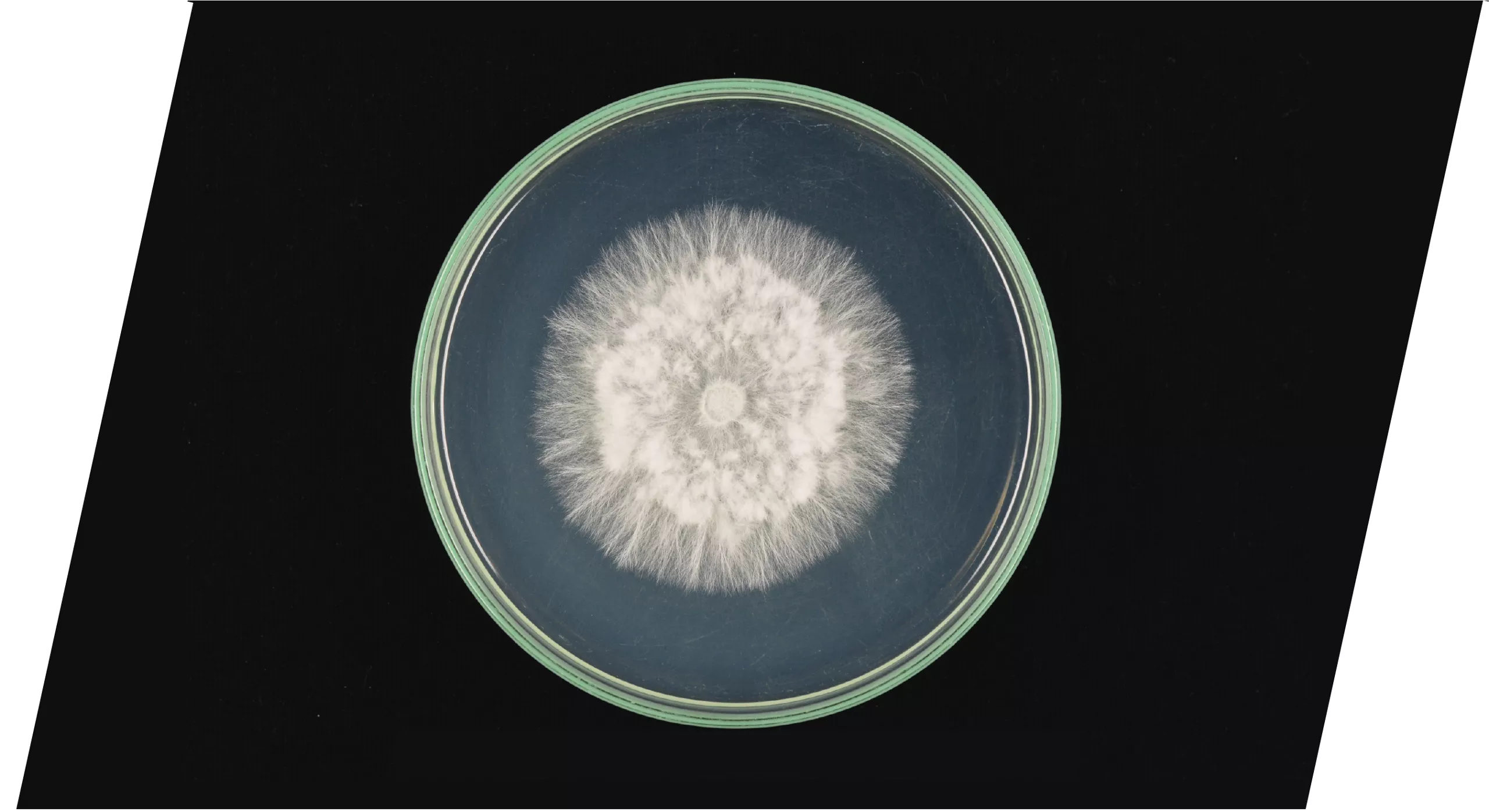 Лабораторна култура на Sclerotinia sclerotiorum в Петри съд с бял мицел