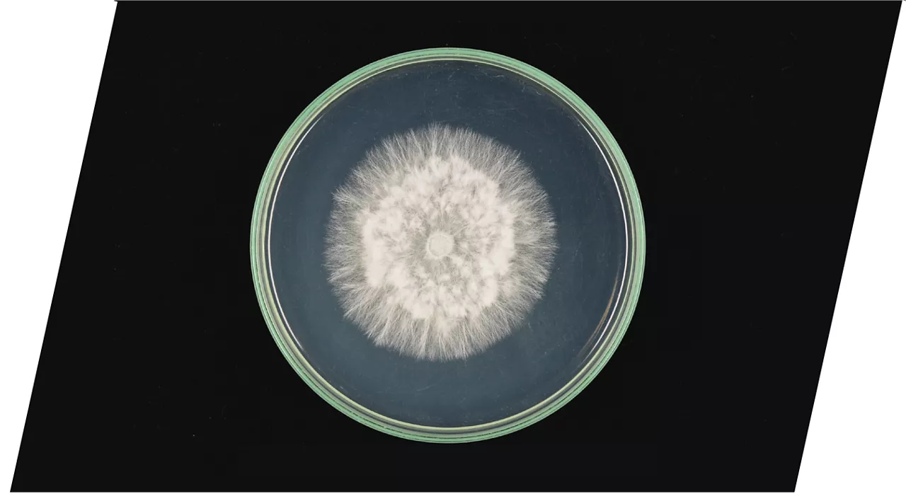 Лабораторна култура на Sclerotinia sclerotiorum в Петри съд с бял мицел