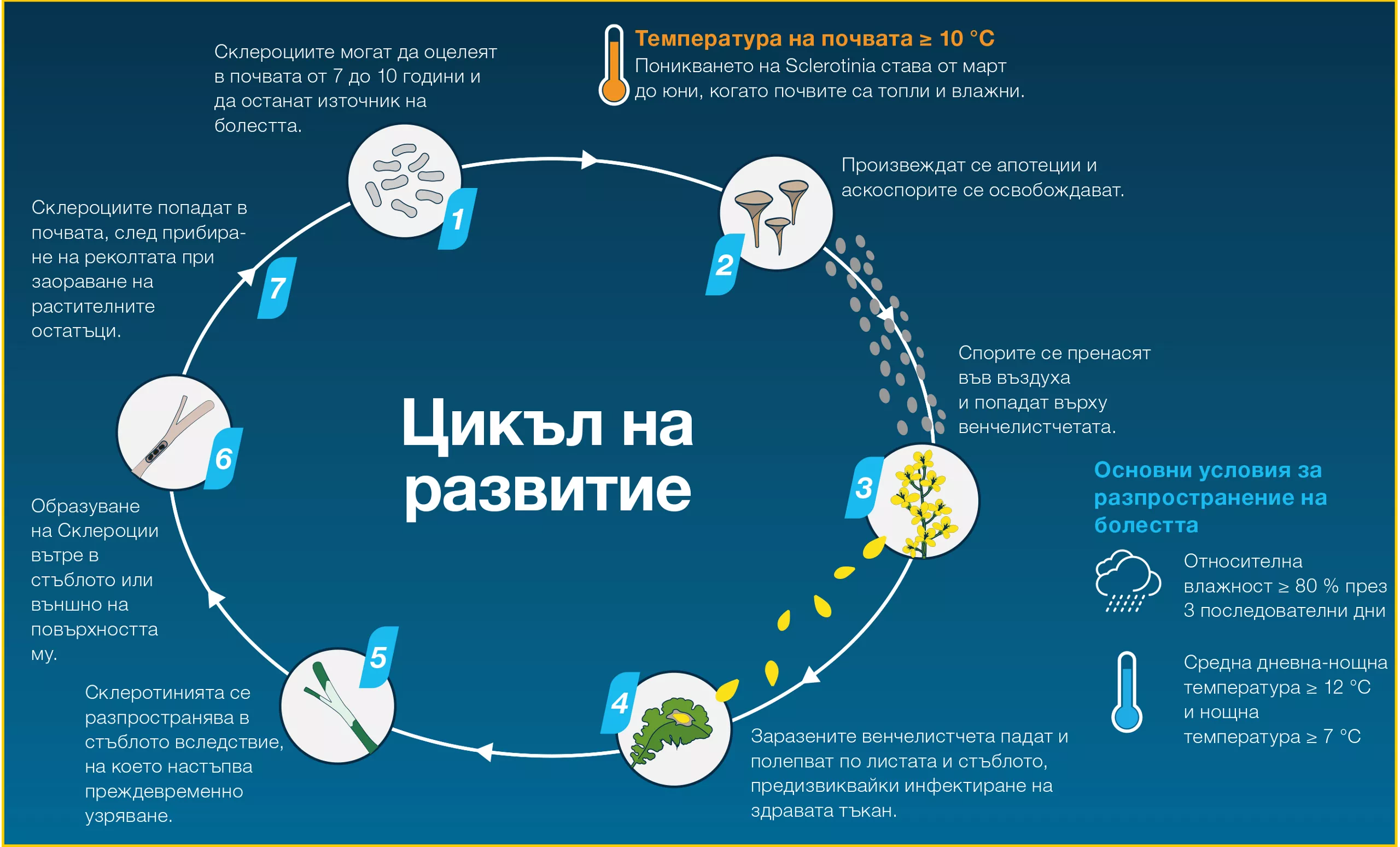 Цикъл на развитие на склеротиния при рапица с етапи на заразяване и условия за развитие