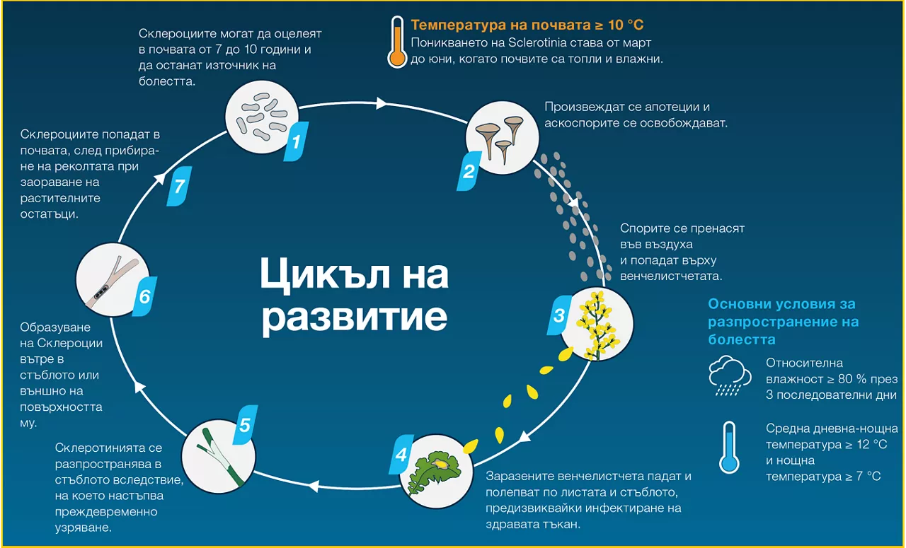 Цикъл на развитие на склеротиния при рапица с етапи на заразяване и условия за развитие