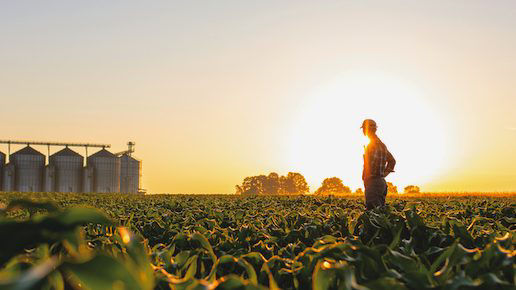 A farmer stands in a field with their hands on their hips. The sun is behind them as it sets, casting them in shadow as the light shines brightly on the horizon.