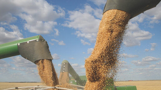 Three combine augers pour a bounty of grain into a truck hopper during a warm Saskatchewan harvest. The sky is a beautiful blue, littered with white fluffy clouds. The kernels of grain are flying out of the auger, and the harvested field is seen in the background.