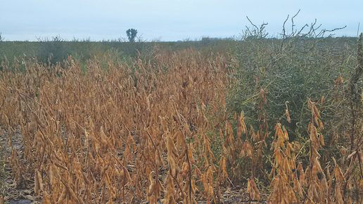 A field with weeds