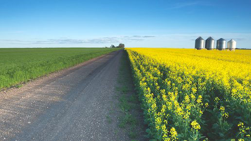 Canola field separated by a gravel road with grain bins in the distance