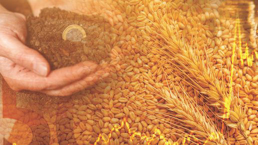 Barley is shown in a pile. Overlayed on top of the image is another photo of a person’s hands holding money.