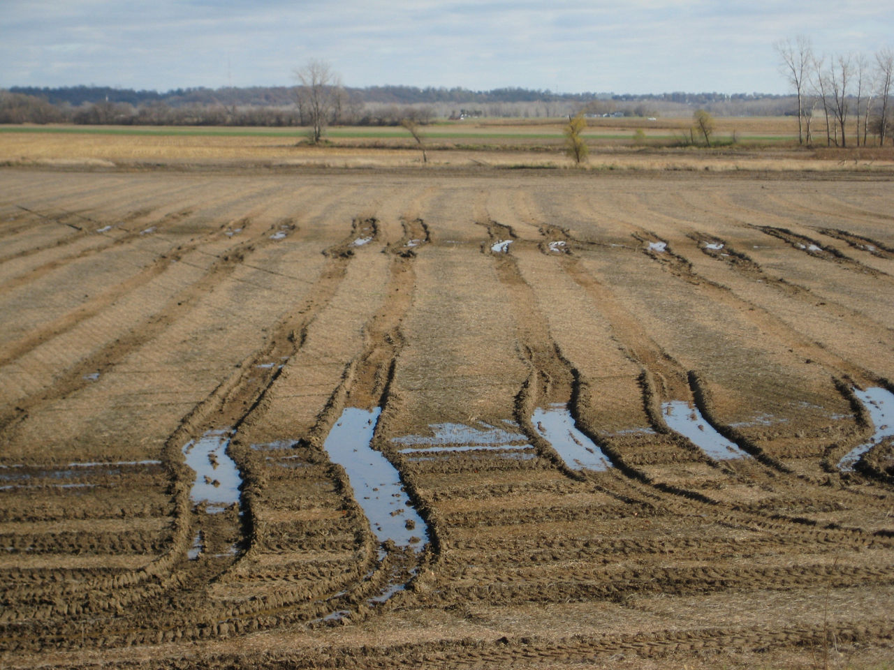 Field with deep ruts and poor water infiltration which is likely due to soil compaction issues