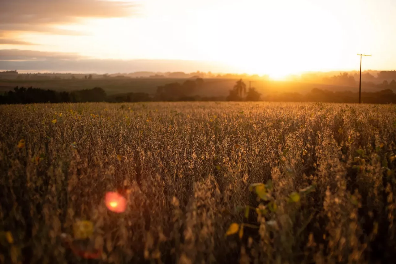 Otimização de recursos na agricultura - Soja pronta para colher ao por do sol