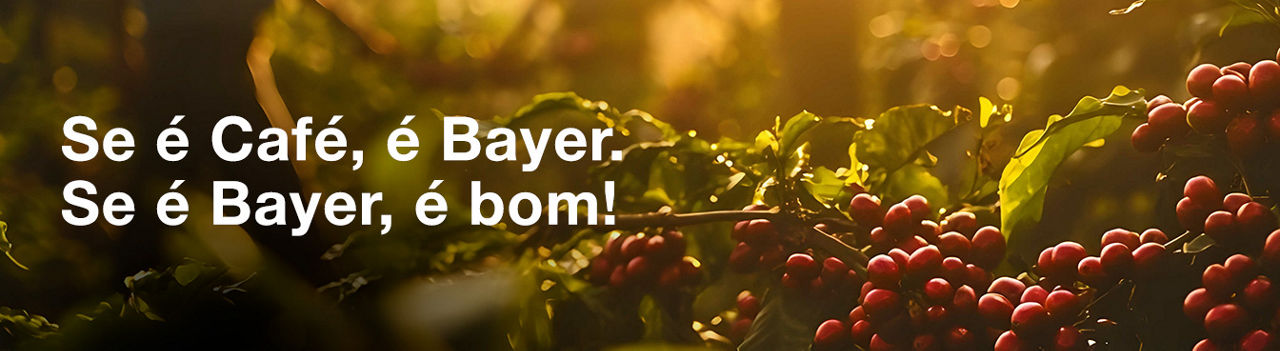 : Imagem de videiras com uvas maduras ao pôr do sol, destacando a conexão com café e Bayer, transmitindo uma sensação de qualidade e tradição na agricultura.