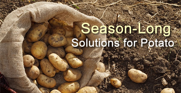 Season-long solutions for potato