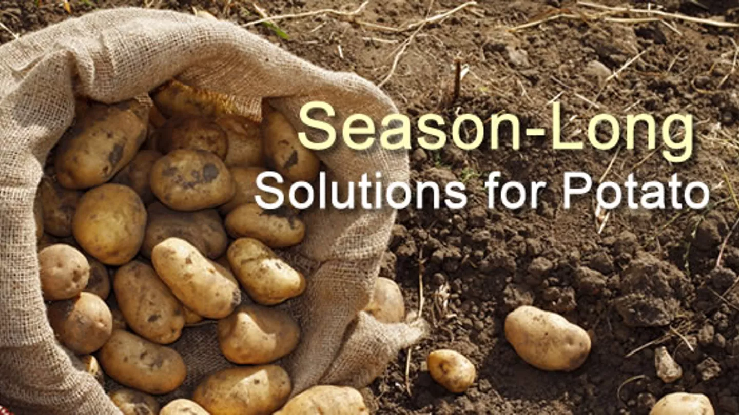 Protecting Your Potato Crop