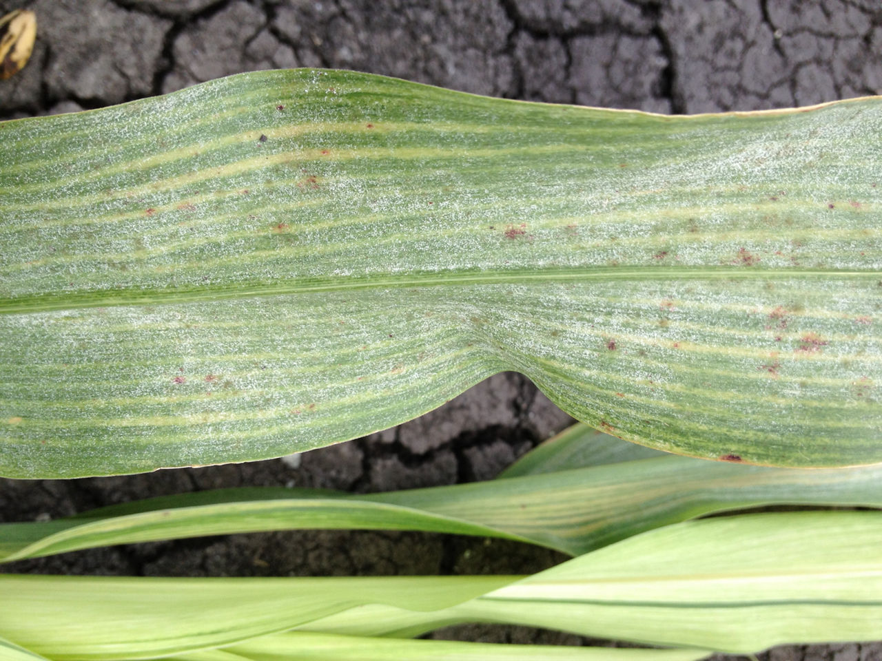 Downy Mildew - Sorghum Leaves 6