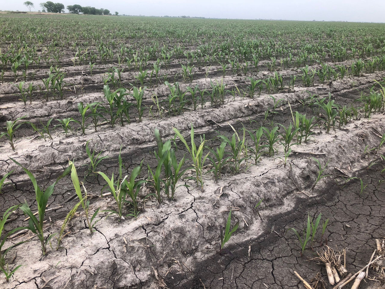 Figure 3. Infected plants scattered throughout a field.