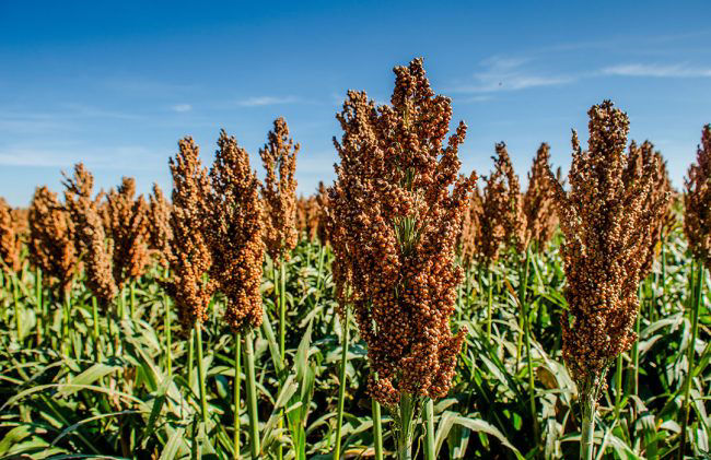 Promo Tools of  Seed With the Potential for Higher Performance