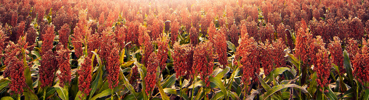 Sorgo