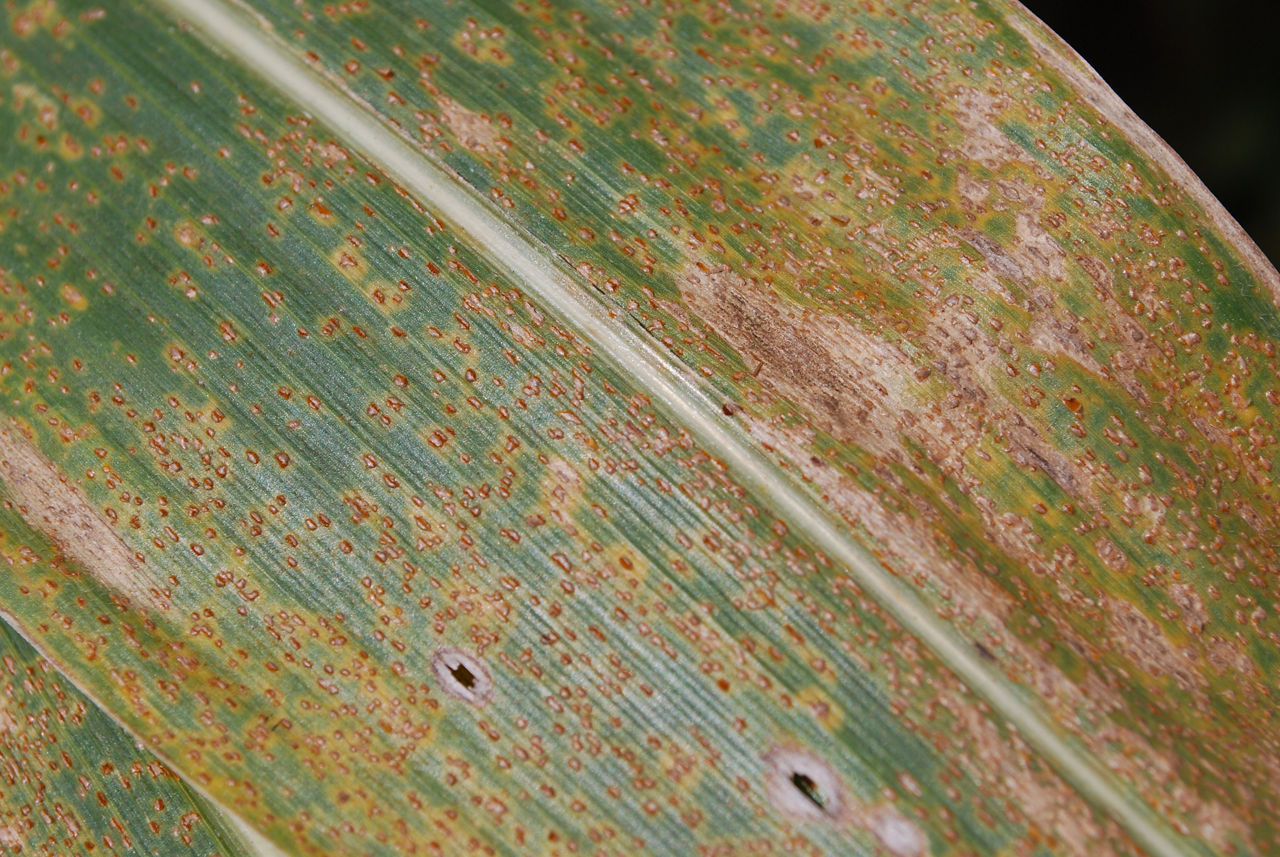 Magnified corn leaf with southern corn rust pustules that are small, orange and densely packed on the upper corn leaf.