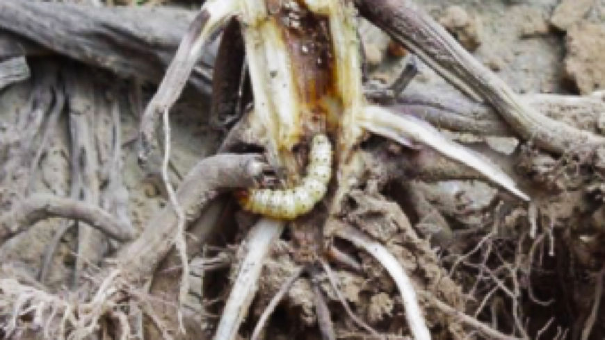 Southwestern Corn Borer pest damage in dirt