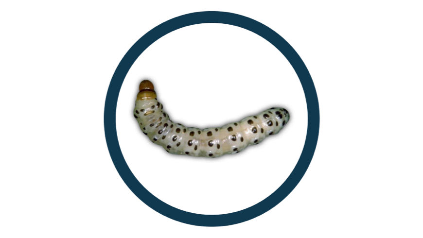 Southwestern Corn Borer pest in a black circle icon