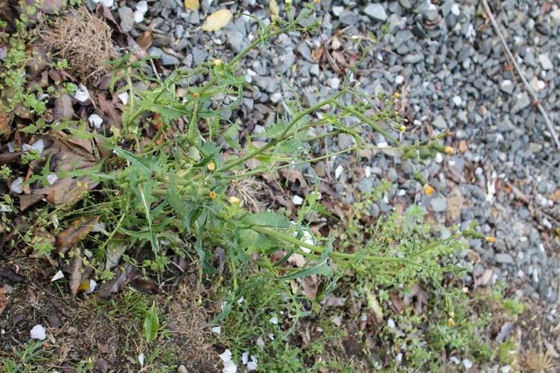 Sowthistle