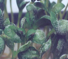 soy-and-sunflower-perenospore_Rich_Text_Editor_1.jpg