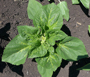 soy-and-sunflower-perenospore_Rich_Text_Editor_2.jpg