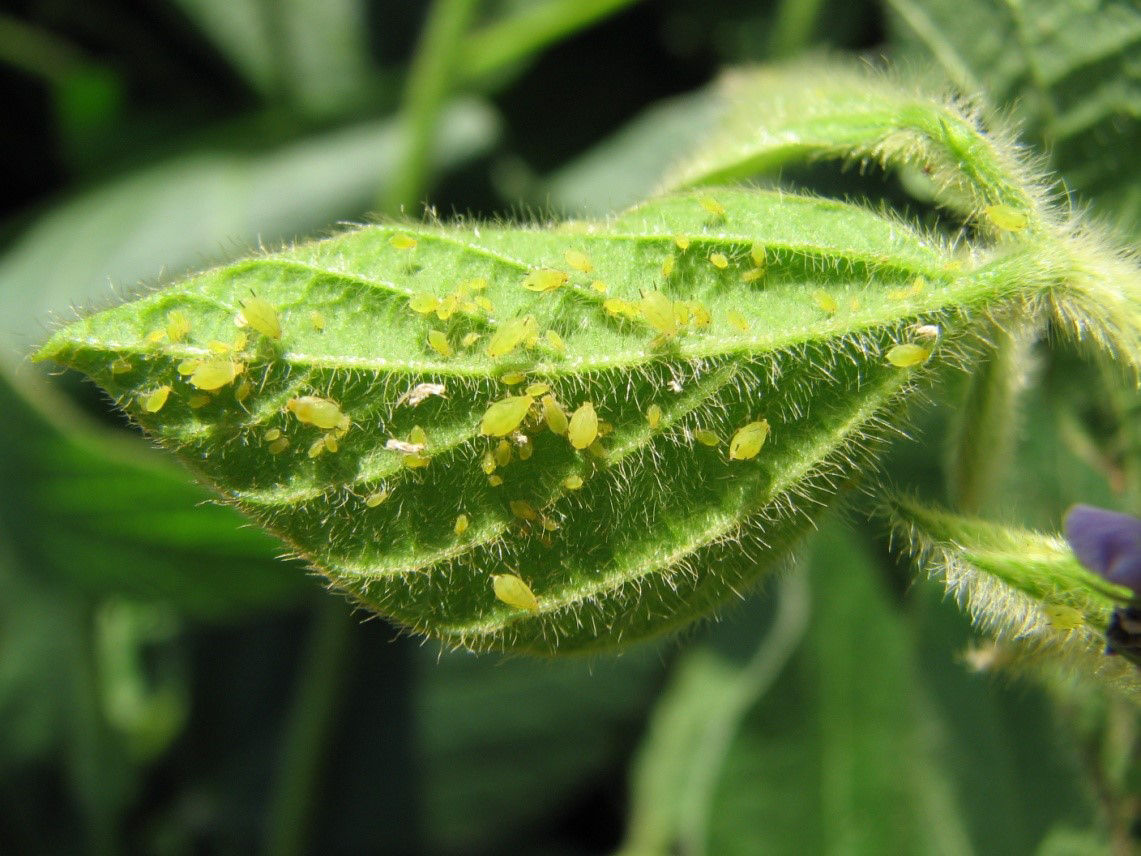 Soybean aphids on the bottom of a soybean leaf