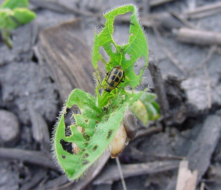 Bean Leaf Beetle Leaf Feeding