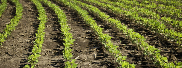 Soybean disease scouting tips"