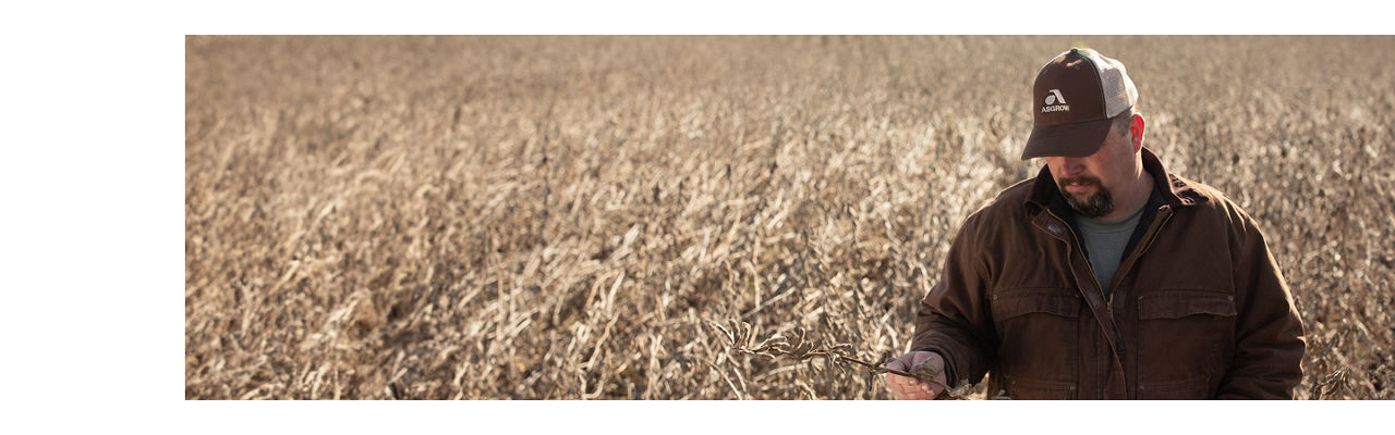 Man wearing Asgrow hat looking at soybeans on a field