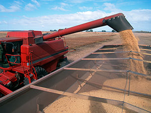 image shows soybean harvest into hopper