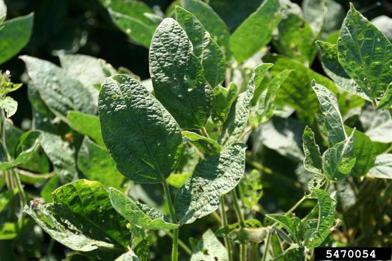 Soybean Mosaic Virus ( Potyvirus SMV  ) 5470054