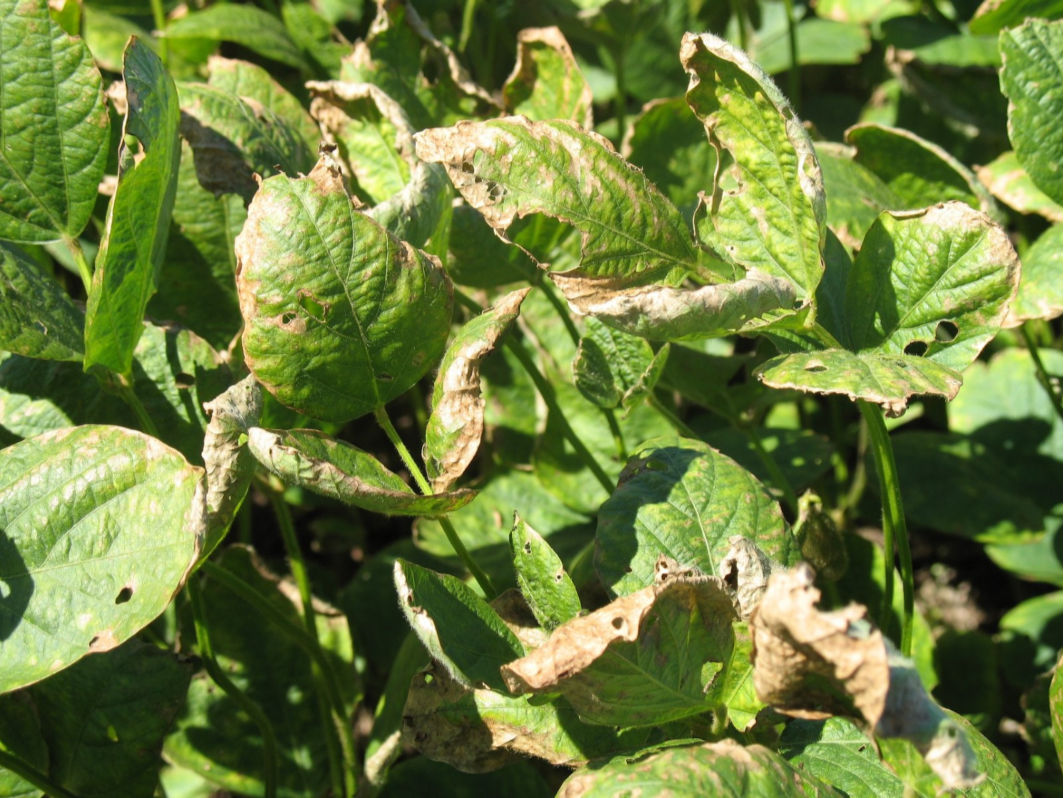 Soybean plant leaves showing salt damage from irrigation