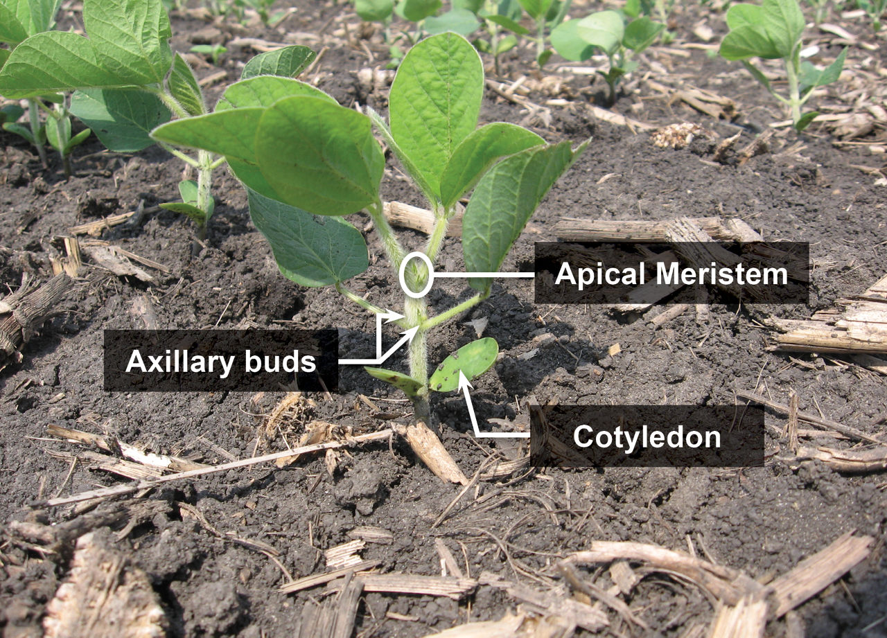 A soybean plant in growth stage V2 with cotyledons, leaves, growing point and axillary buds intact. 