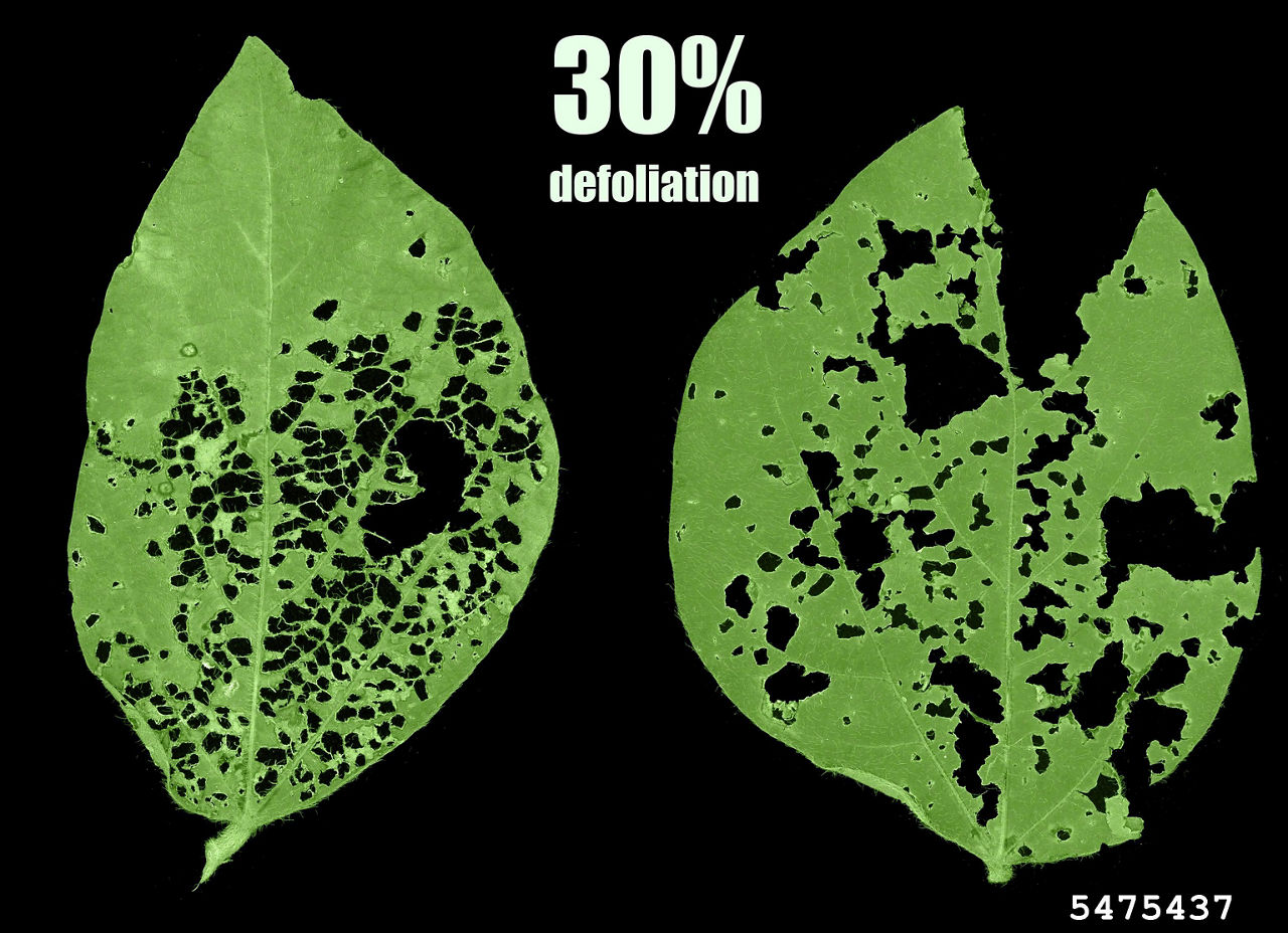 Soybean plant leaf with 30% defoliation from Japanese beetle damage