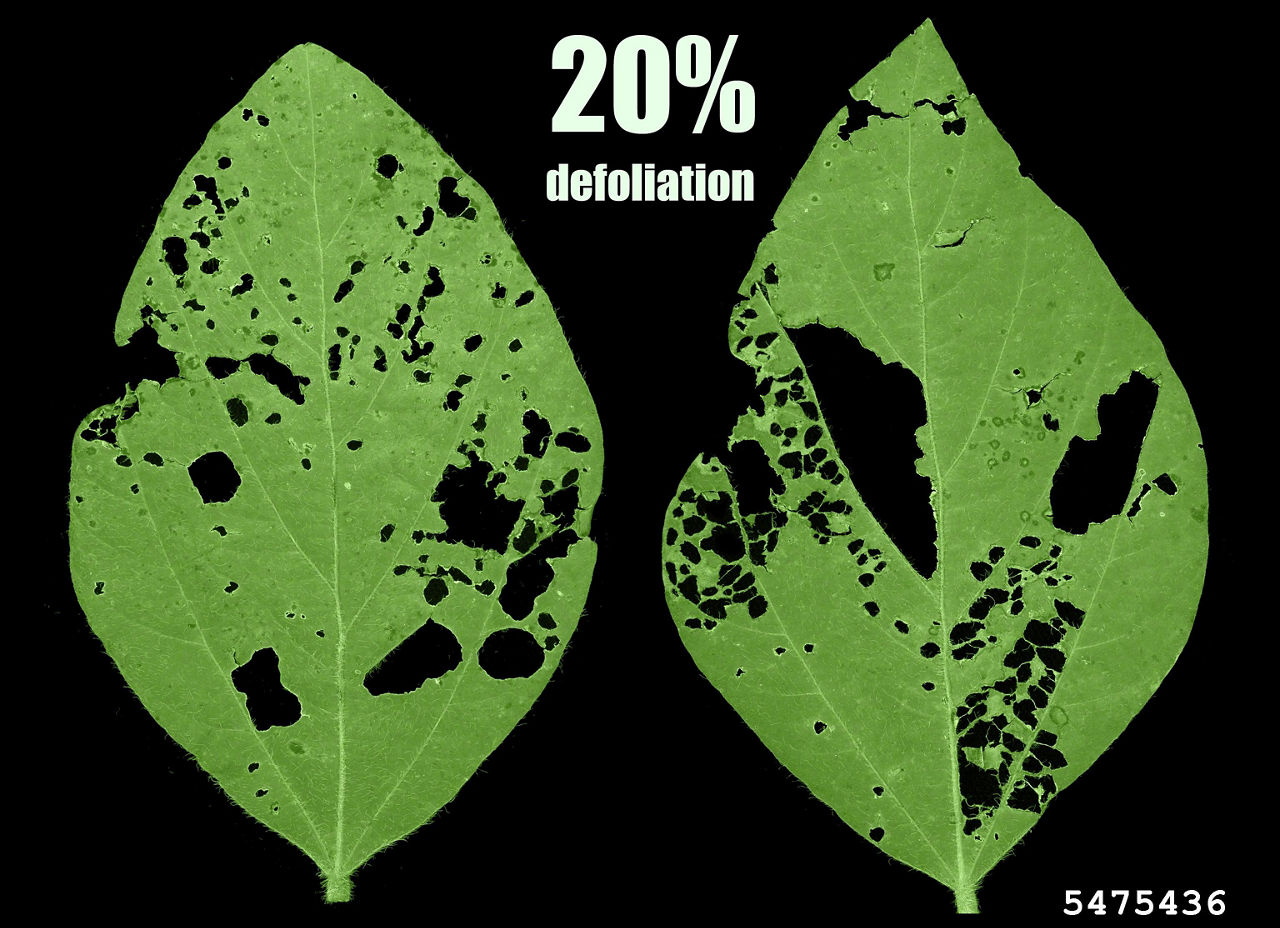 Soybean plant leaf with 20% defoliation from Japanese beetle damage.
