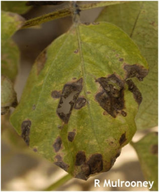 Soybean leaves displaying Alternaria leaf spot lesions