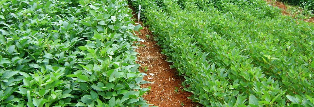 Soybean plants displaying nitrogen deficiency on their leaves