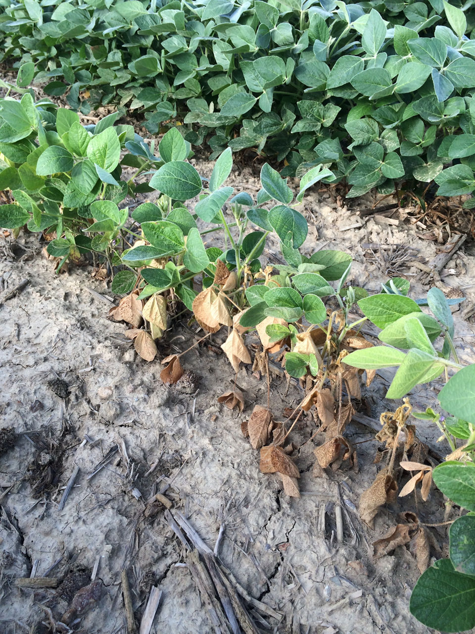 Row of soybean plants with wilted, yellowing leaves from Phytophthora root and stem rot. 