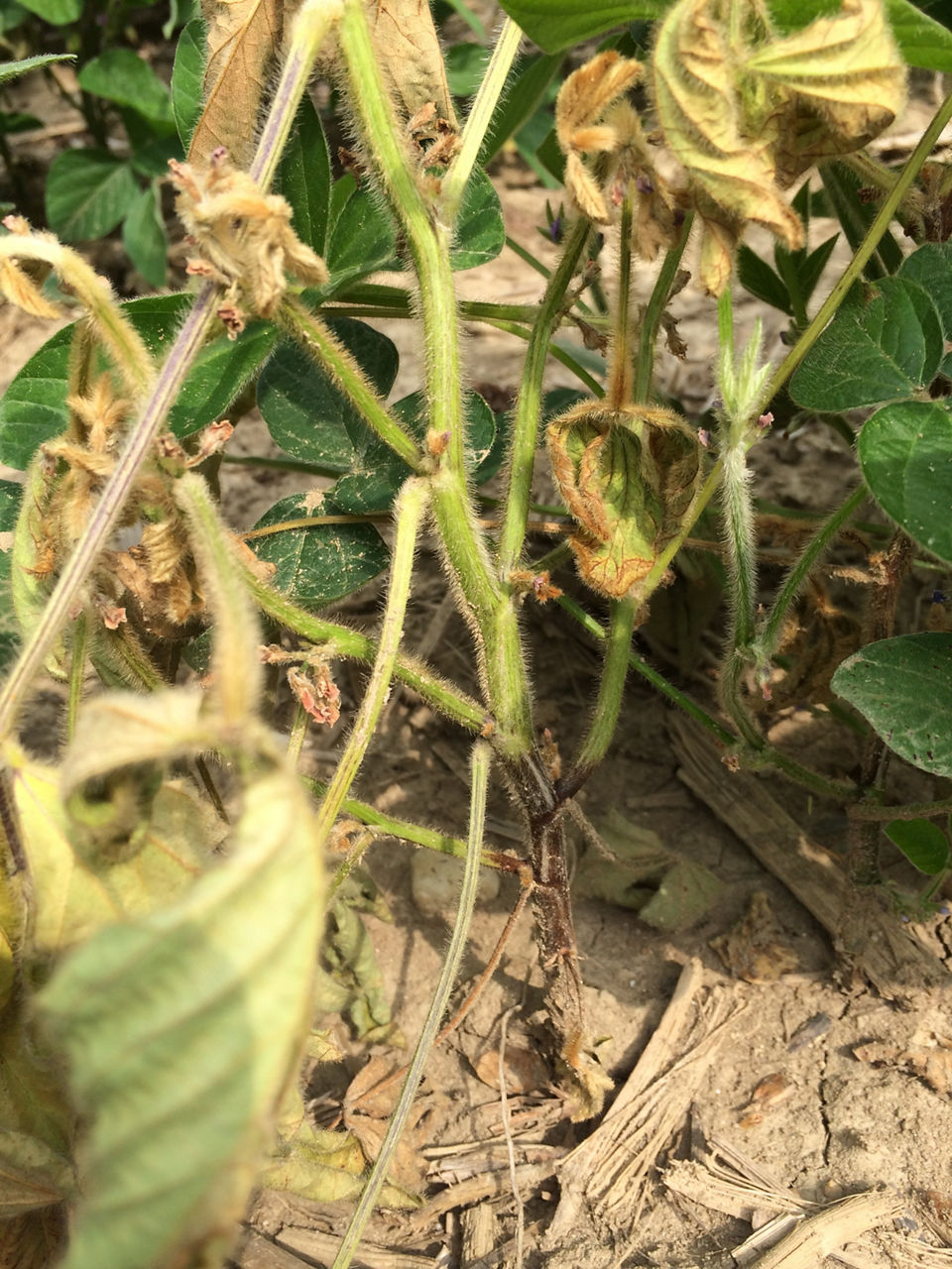 Soybean plants with mid to late season Phytophthora root and stem rot infection which are displaying lesions at the soil line which is different than stem canker.
