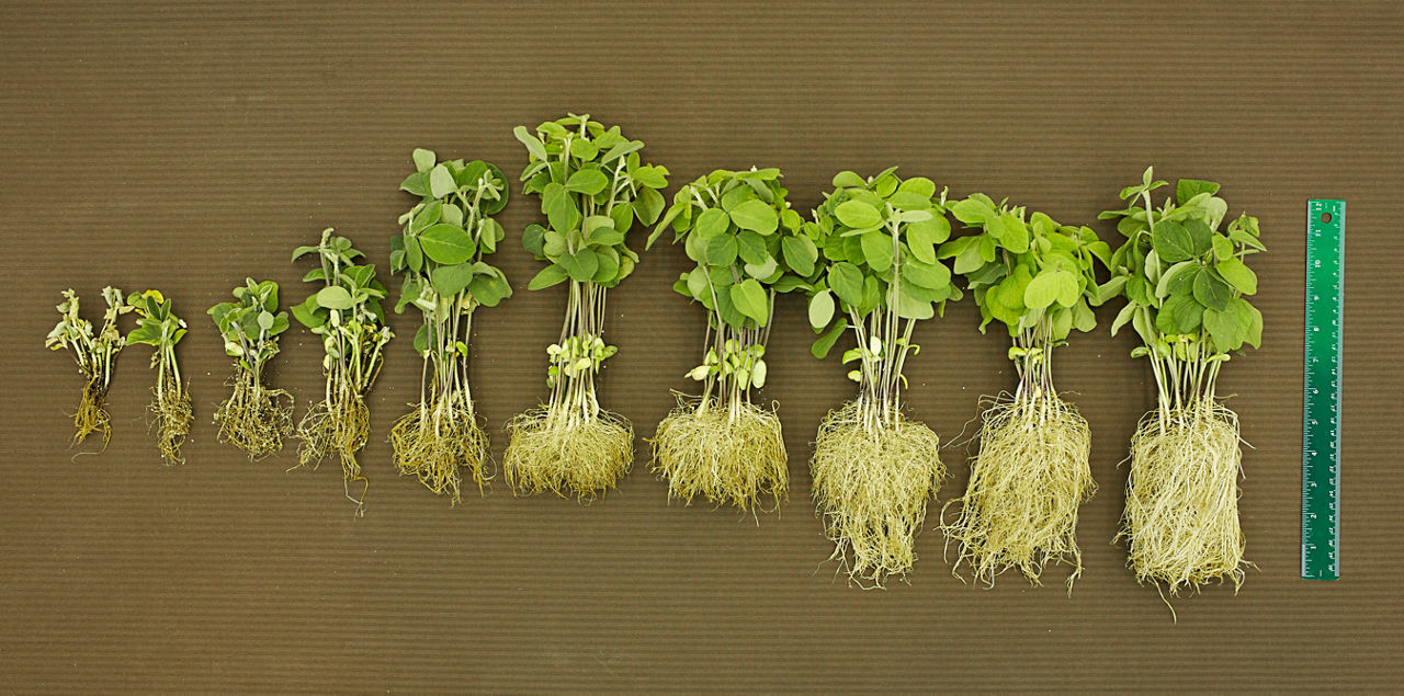 Soybean plants are displayed in order from more susceptible on the left to less susceptible on the right for Phytophthora root and stem rot