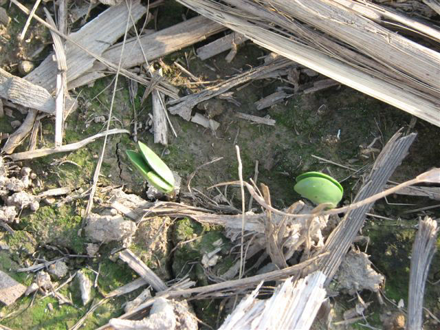 Emerging soybean seedlings.