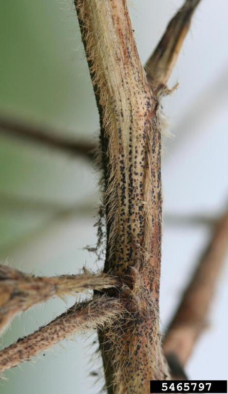 Soybean plant stem which has linear lesions caused by pod and stem blight.