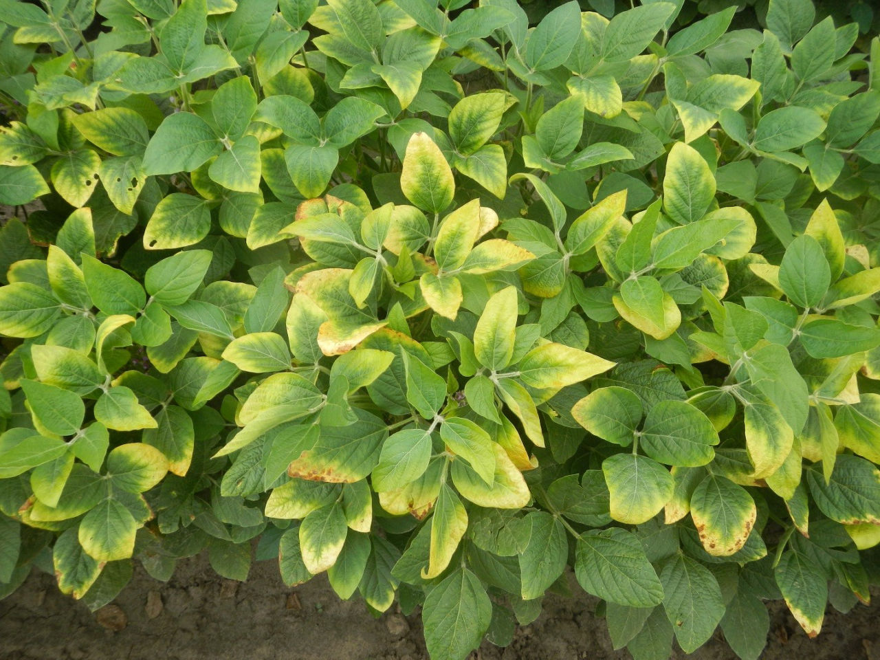 Soybean plants show yellowing on the outside edges of their leaves from late season soybean potassium deficiency
