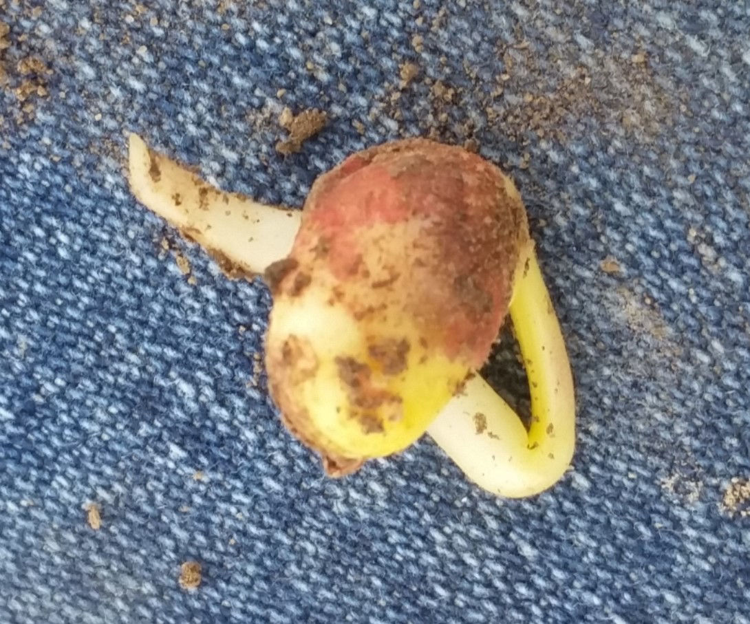 Germinated soybean seed resting on fabric