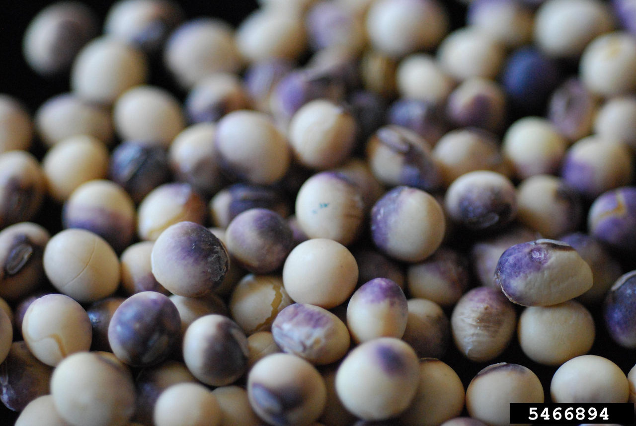 Purple seed stain shown on a pile of soybean seed.