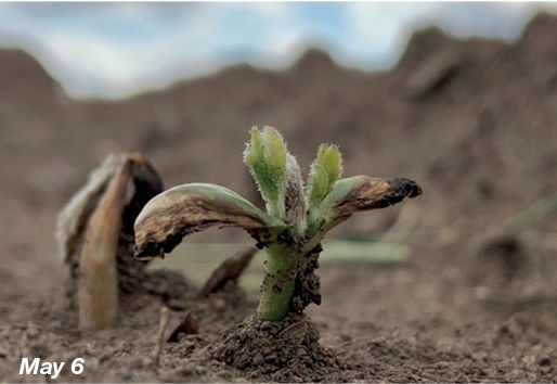 Image of soybean seedling with frost damage where regrowth is coming from the cotyledonary node in the shape of psi.